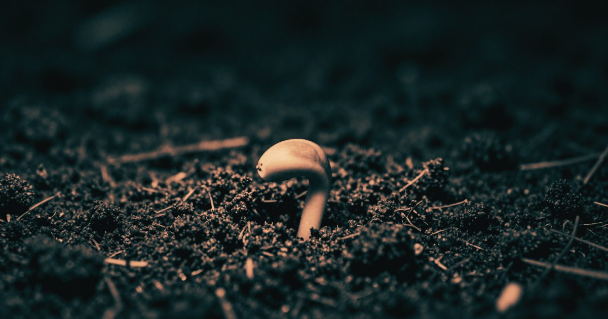 A seed just breaking through soil, extreme close-up, shot from soil level, single strong light source